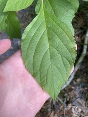 Callicarpa americana