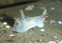 Ancula gibbosa