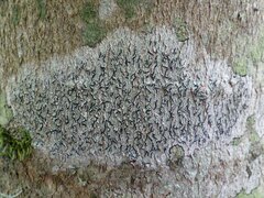 Graphis cincta