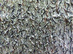 Graphis cincta