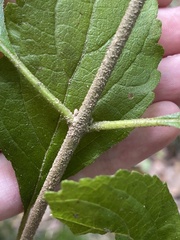Callicarpa americana