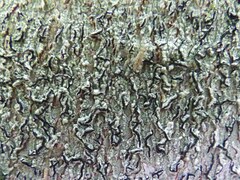 Graphis cincta