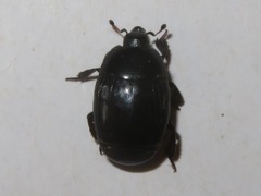 Margarinotus brunneus