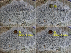 Graphis cincta