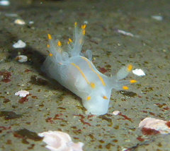 Ancula gibbosa