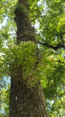 Epidendrum citrosmum
