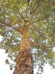 Quercus suber
