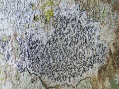 Graphis cincta