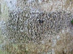 Graphis cincta