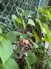 Magnoliopsida