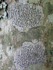 Graphis cincta