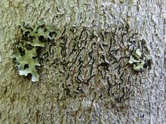Graphis cincta