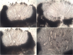 Graphis cincta