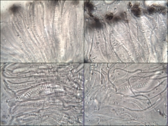 Graphis cincta