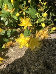 Hypericum hircinum