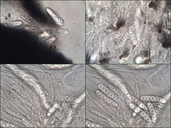 Graphis cincta