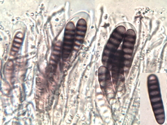 Graphis cincta