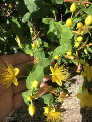 Hypericum hircinum