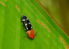 Platycrepidius interruptus