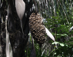 Attalea butyracea