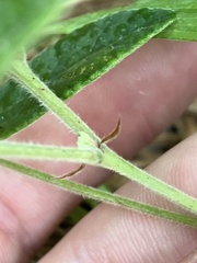 Rhynchosia tomentosa