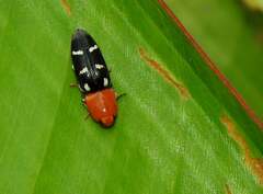 Platycrepidius interruptus