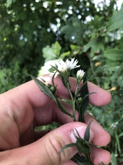 Symphyotrichum lanceolatum lanceolatum