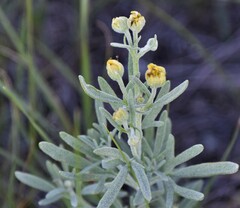 Picradeniopsis oppositifolia