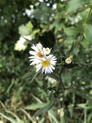 Symphyotrichum lanceolatum lanceolatum