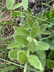 Lithospermum decipiens
