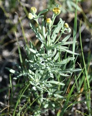 Picradeniopsis oppositifolia