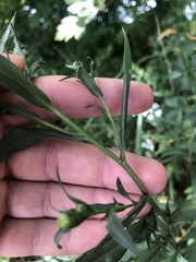 Symphyotrichum lanceolatum lanceolatum