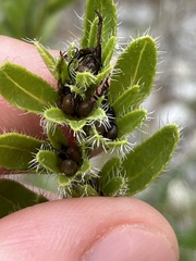 Lithospermum decipiens