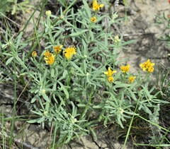 Picradeniopsis oppositifolia