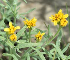 Picradeniopsis oppositifolia