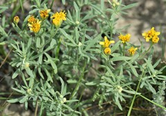 Picradeniopsis oppositifolia