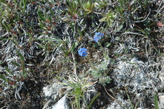 Eritrichium aretioides