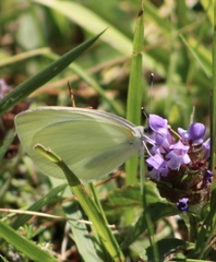 Pieris oleracea