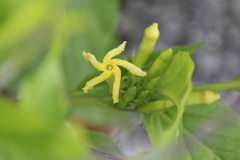 Mandevilla foliosa