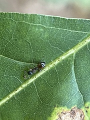 Dolichoderus plagiatus