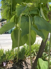 Catalpa bignonioides