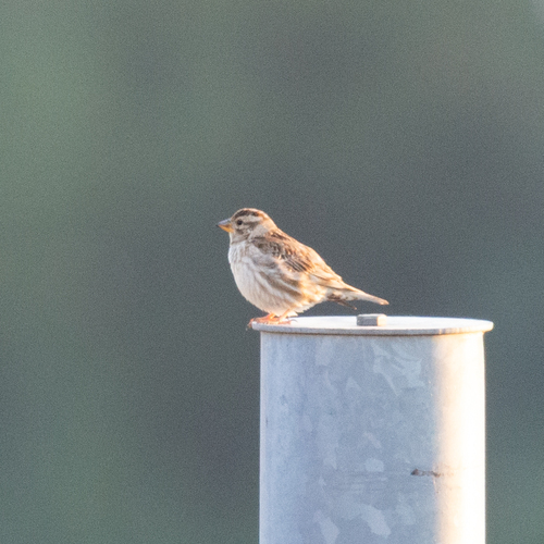 Gorrión chillón (Petronia petronia)