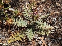 Cynara algarbiensis