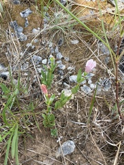 Spigelia alabamensis