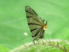 Arawacus leucogyna