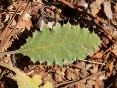 Cynara algarbiensis