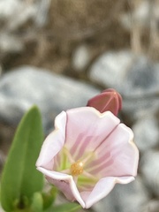 Spigelia alabamensis