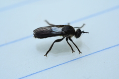 Dicolonus sparsipilosus