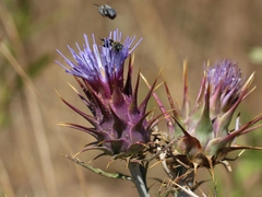 Cynara algarbiensis
