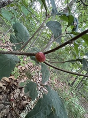 Disholcaspis quercusglobulus